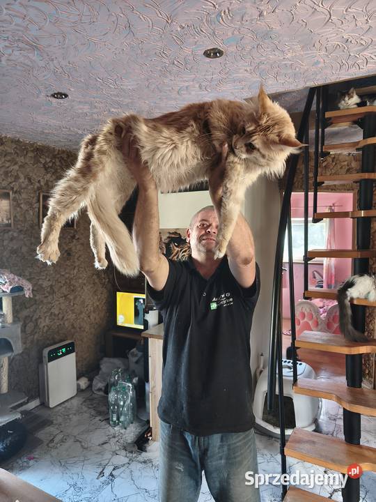 Kocurek Maine coon z rodowodem zaplecze