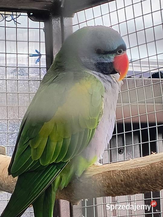 Alexandrety chiński para lęgowa wielkopolskie Krzemieniewo sprzedam