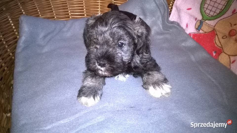 sznaucer miniaturowy szczenięta sprzedam