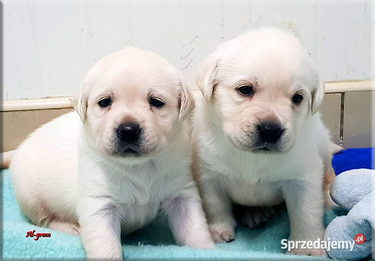 Biszkoptoweżółte szczenięta rasy Labrador Chynów