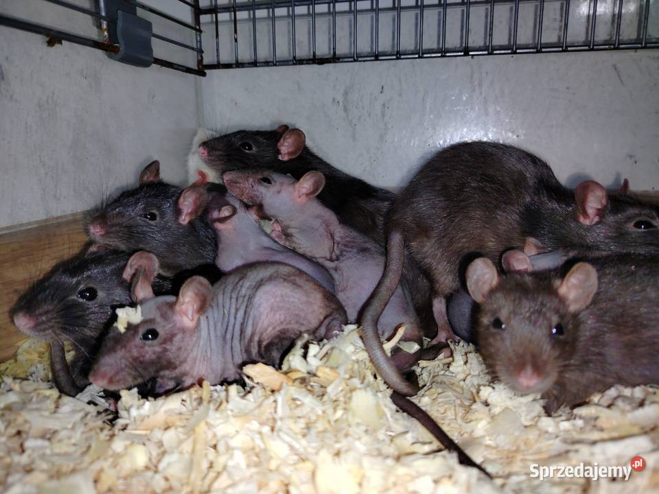Szczur Szczury Szczurki Młode Bydgoszcz