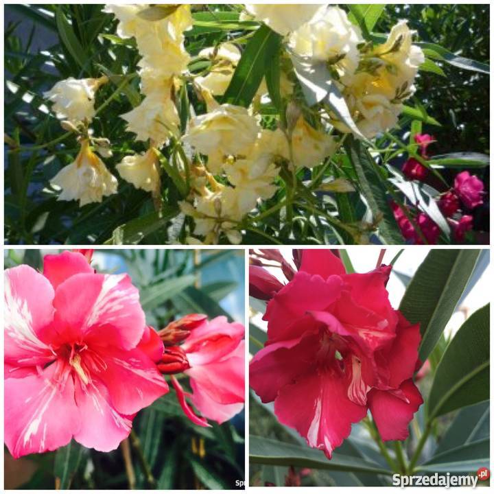 Sadzonki oleander sprzedam