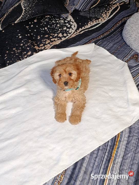Suczka Cavapoo Szczaworyż