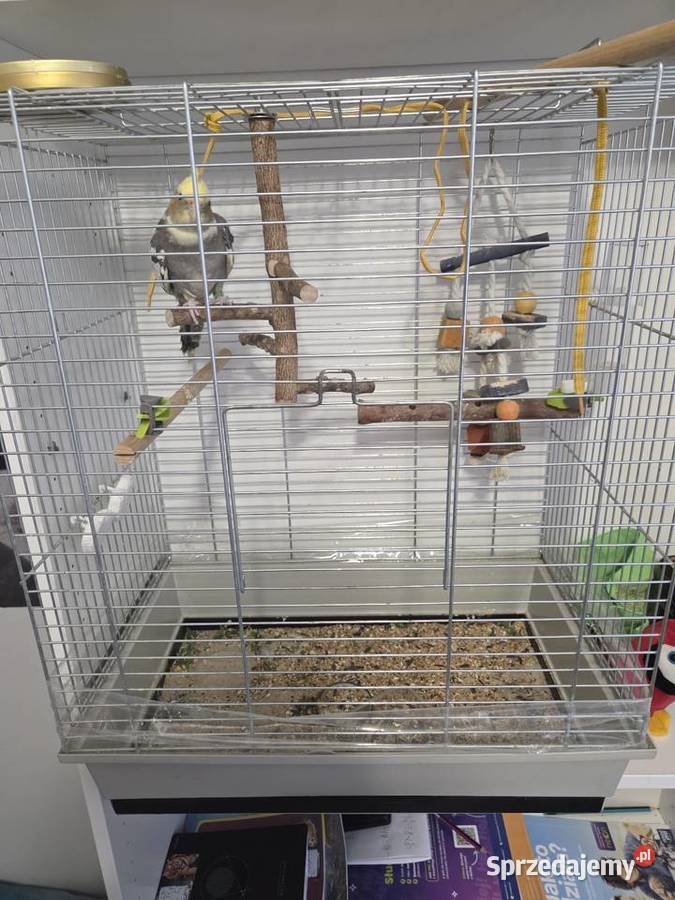 Nimfa samczyk ręcznie wykarmienia z klatką Poznań