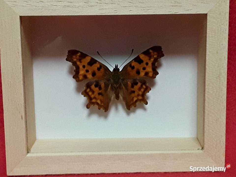 Motyl w ramce 10 x 8 Polygonia calbum L Szczecin sprzedam