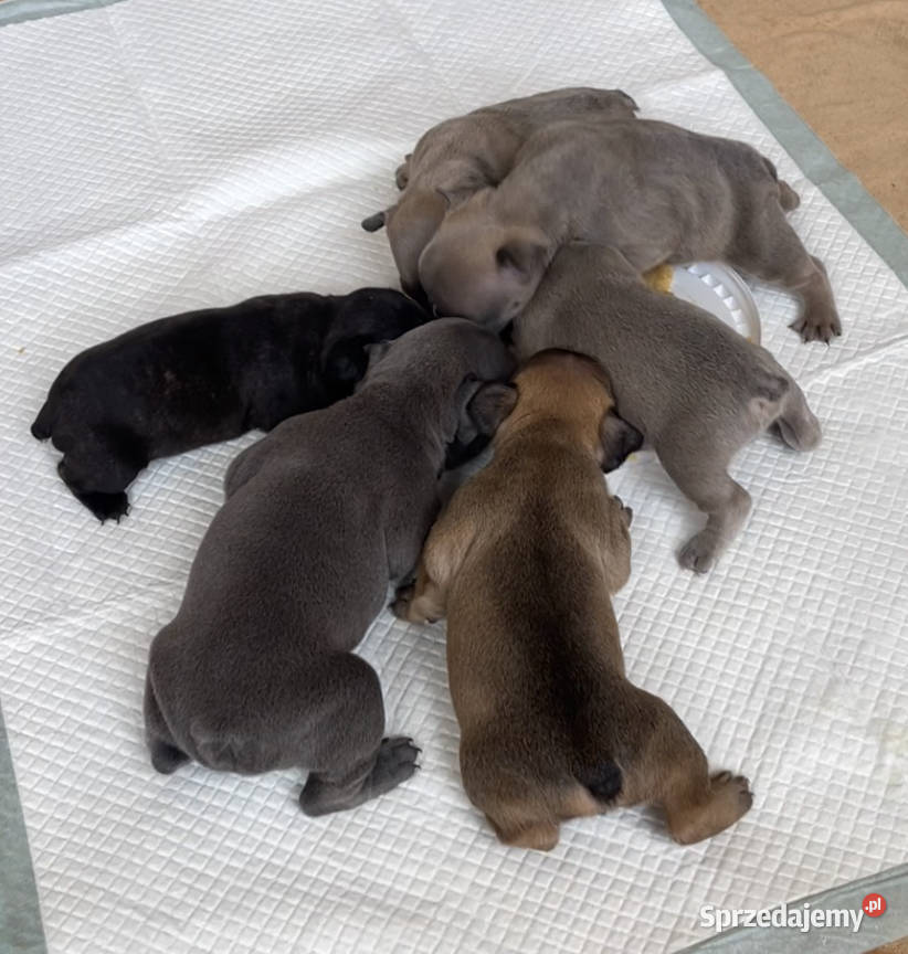SREBRNE SZARE szczeniaki Buldog Francuski Słupsk