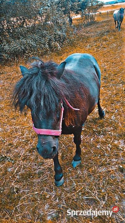 Sprzedam Klacz Kucyka Suwałki