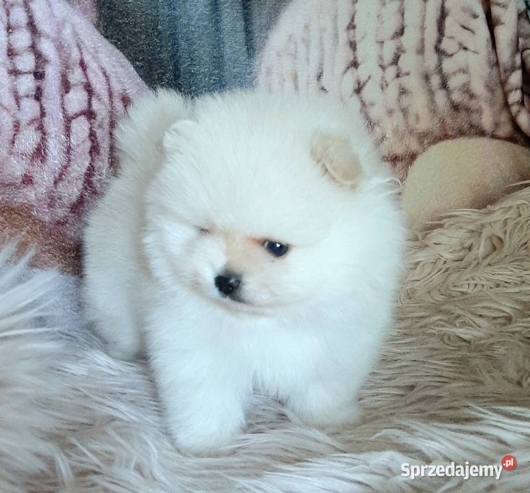 Szpic miniaturowy pomeranian piesek miś Pabianice