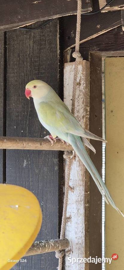 Aleksandretty Obrozne Motycz