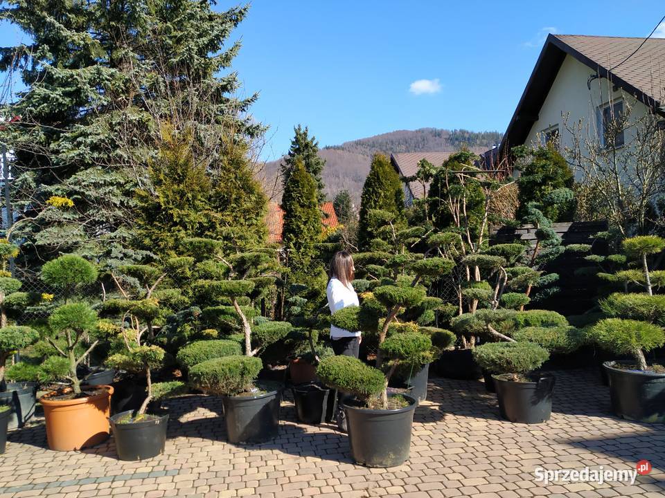 Bonsai do ogrodu szkółka Niwaki Drzewka i krzewy śląskie Ustroń