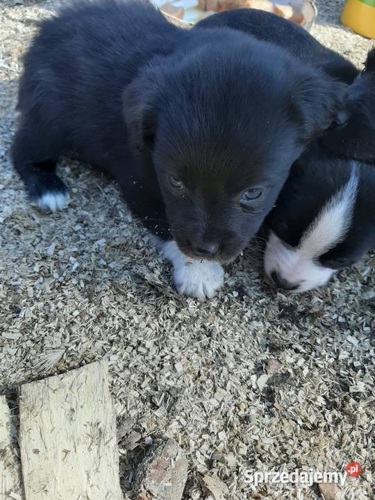 Szcseniaki lubelskie Lublin sprzedam