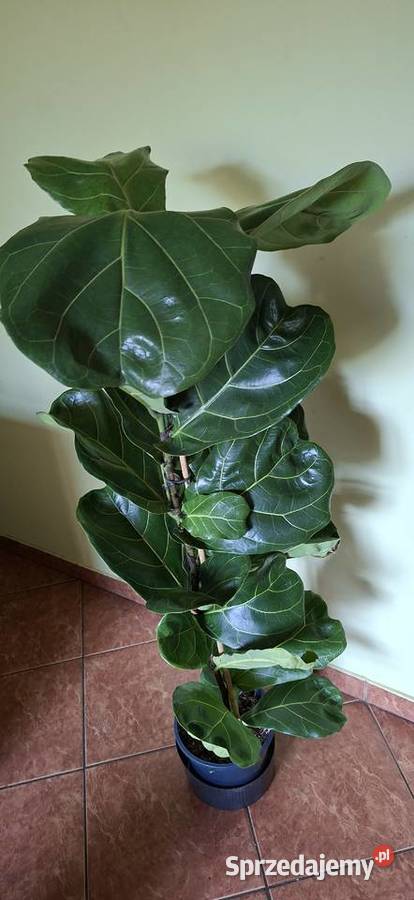 Duży Fikus dębolistny Ficus Lyrata Gęsty Zdrowy Morąg