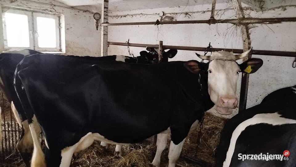 Krowa mleczna rasy HF świętokrzyskie Wiślica