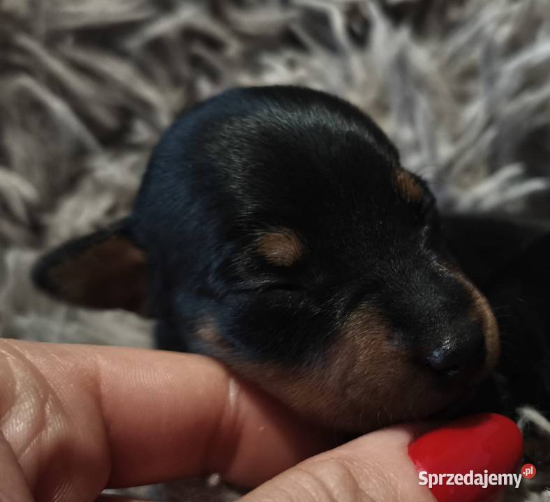 Szczenięta Pinczer Miniaturowy ZKWP fci Łochów sprzedam