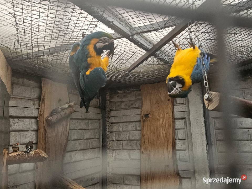 Sprzedam Arara arauna Para Ptaki Gostyń