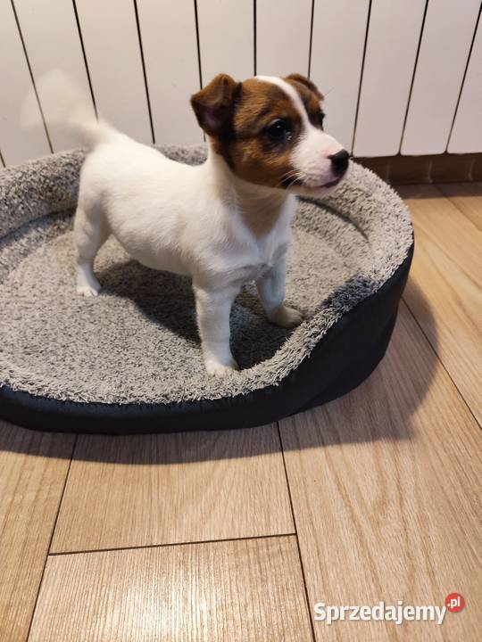 Jack Russell terrier Piątek