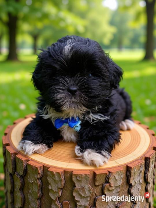 Ostatni piesek rasy ShihTzu czarny Kępno sprzedam