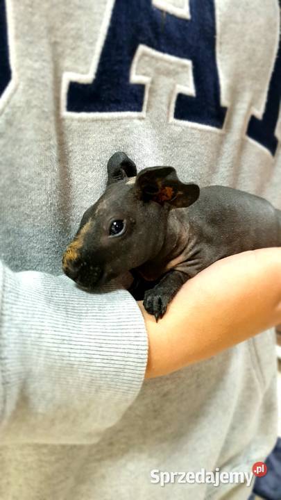 Świnka morska skinny samiczka z akcesoriami Gryzonie Koszalin sprzedam