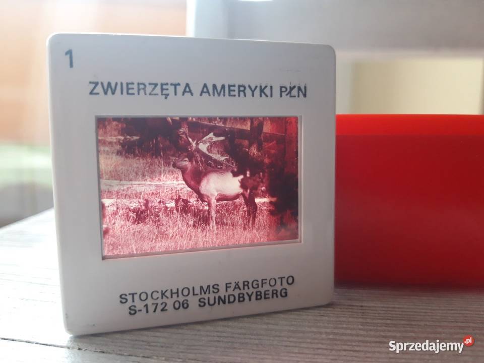 Przeźrocza Zwierzęta Półn Amerykańskie Kolekcje Bielsko-Biała