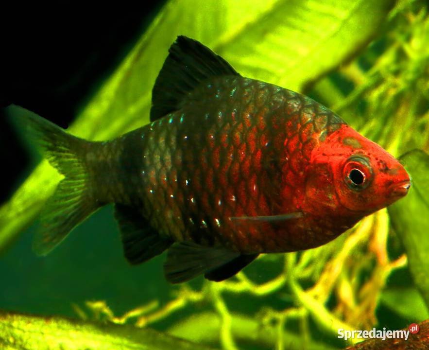 Brzanka purpurowa Pethia nigrofasciata Barbus Ryby pomorskie Gdańsk