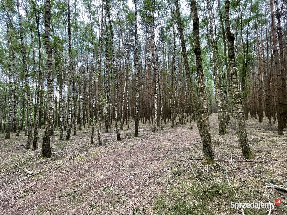 Działka leśna niedaleko jeziora Przytomne leśna mazowieckie Krzywie