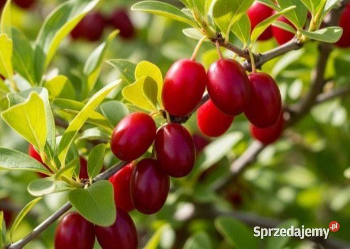 Suszone owoce derenia jadalnego sprzedam Parczew