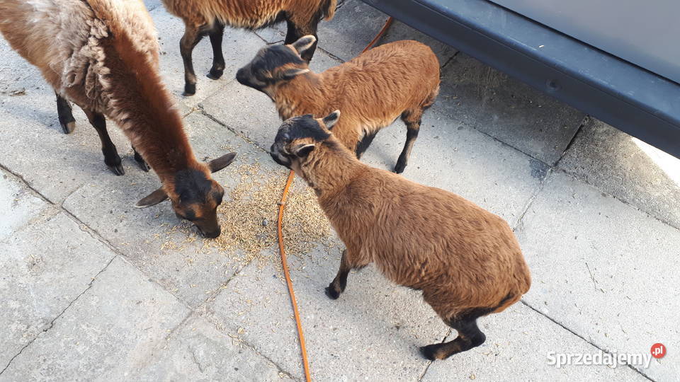 Owce kamerunskie Magdalenka