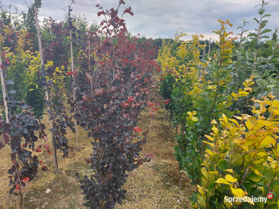 Buk pospolity Dawyck Purple Wysokośc 180 250 Kraków sprzedam