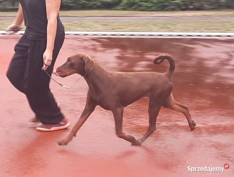 Doberman młoda suczka ZKwPFCI sprzedam