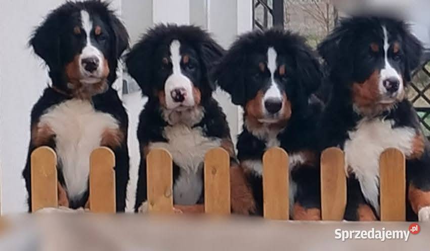 Berneński pies pasterski 4 pieski Zaścienie