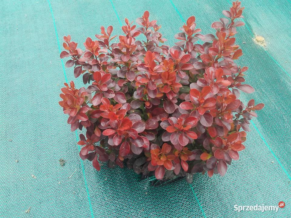 Berberysy Karlowe Tarnów