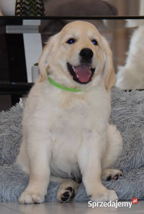 Szczenięta Golden Retriever ZKWP FCI Łochów