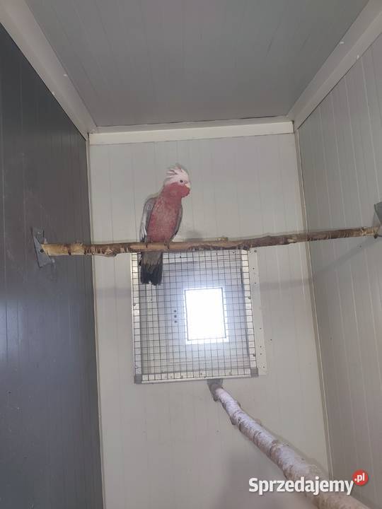 Kadadu Różowe samica 2025 Pszczyna