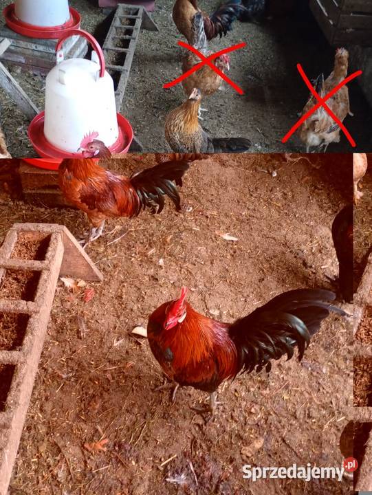 Kurki liliputy Ptaki