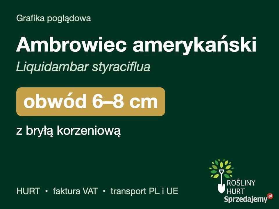 Ambrowiec amerykański obwód 68 z bryłą HURT