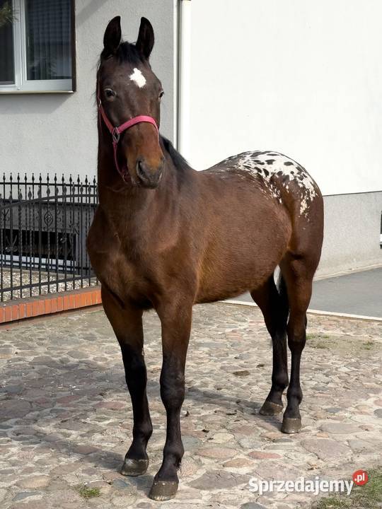 tarant wałach 2 lata Bucz sprzedam