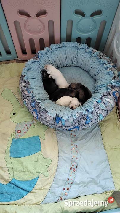 Sznaucer miniaturowy rodowodowe szczenięta Radomsko