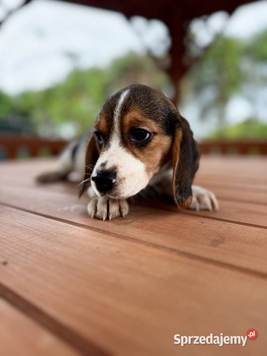 Śliczna suczka rasy Beagle z rodowodem Kielce sprzedam