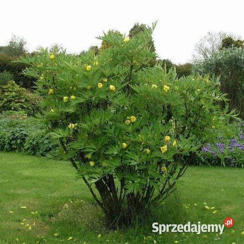 Piwonia YELLOW QUEEN Paeonia delavayi var Dom i Ogród Kraków