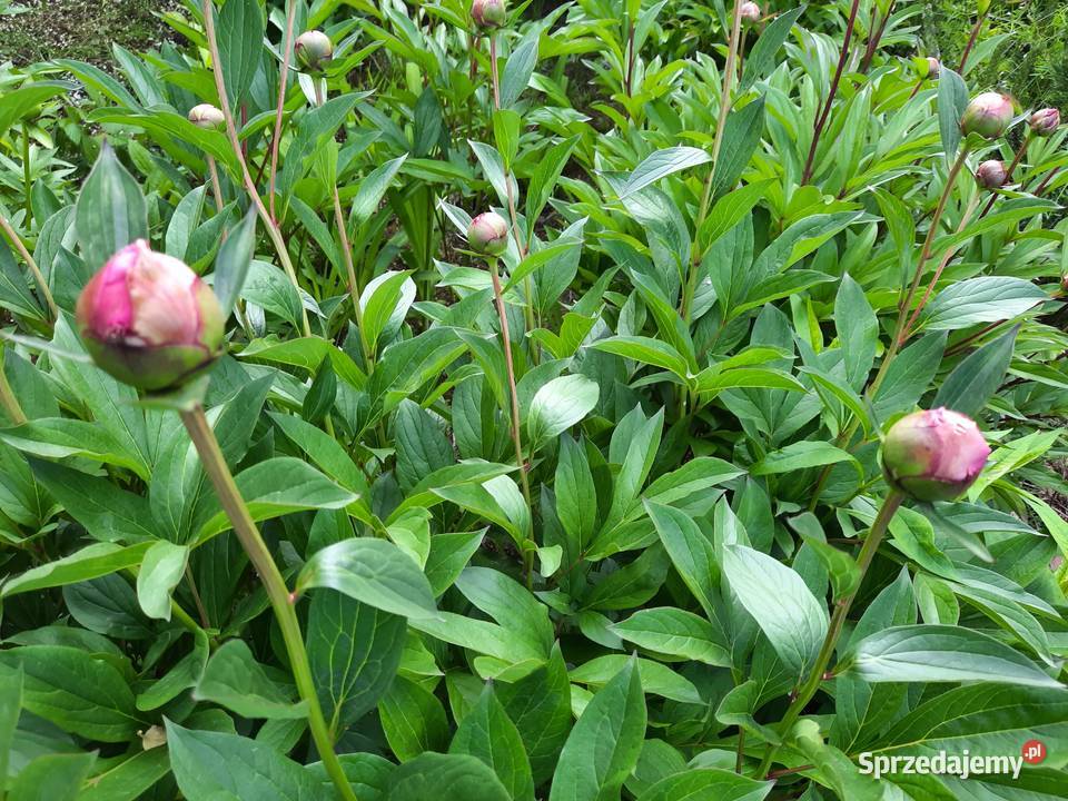piwonie rozsada nadwyżki z ogrodu małopolskie Kraków