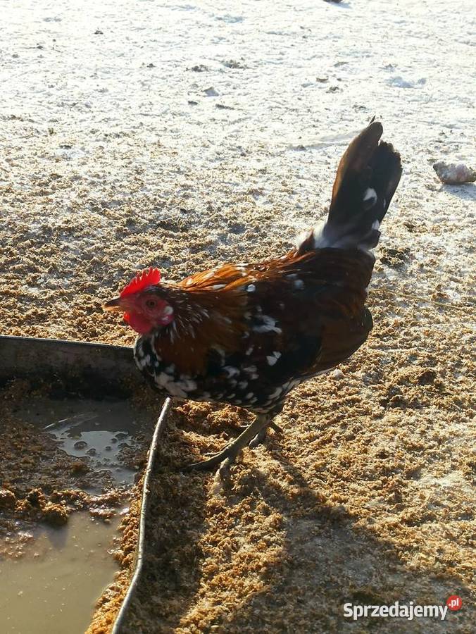 Koguty zargodowe i koguty liliputki Krasnystaw