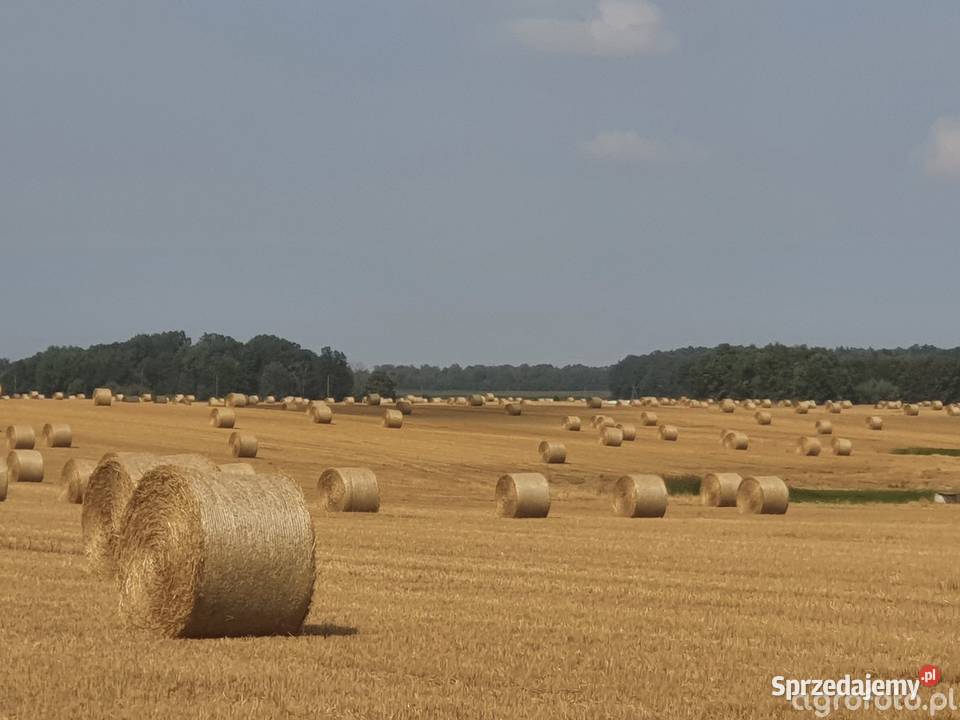 Sprzedam słomę lubuskie Stara Jabłona