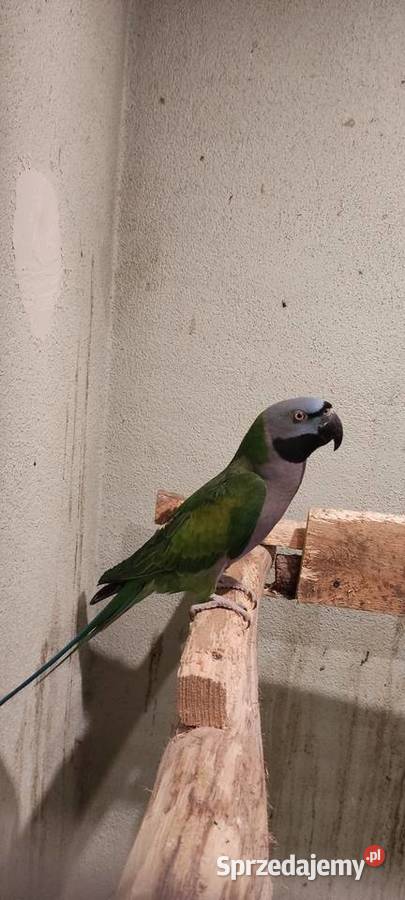 Sprzedam papugę Jędrzejów