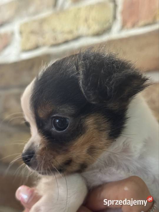 Sunia Chihuahua malutka przekochana dziewczynka mazowieckie