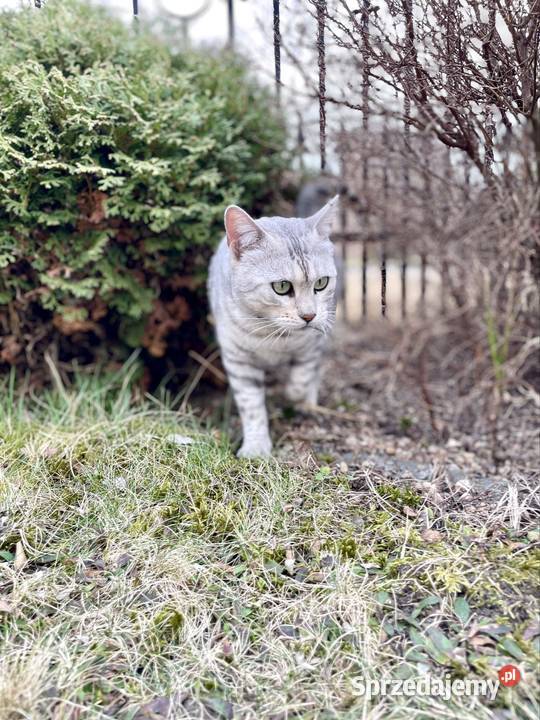 Pohodowlana kotka bengalska Lubliniec sprzedam
