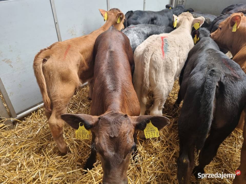 sprzedam cielaki byczki I jaloszki ras mięsnych Łódź