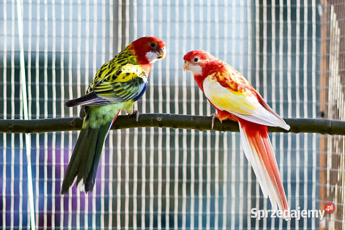 Rozela białolica Raszowa