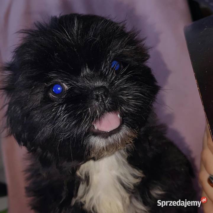 Szczenięta Shihtzu lwia ferajna Bircza sprzedam