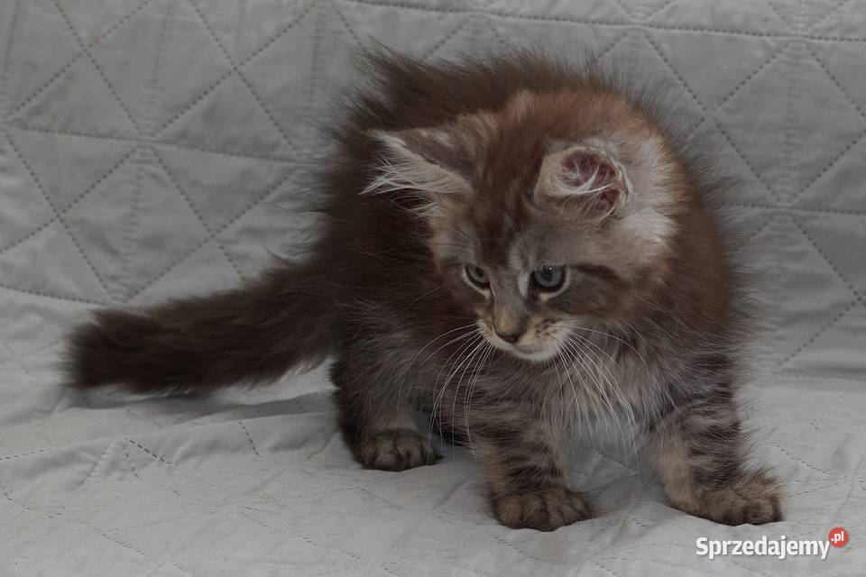 Maine Coon czarny srebrzysty kocurek Igo Słupno