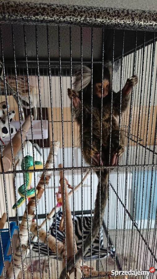 Małpka marmozeta białoucha Grajewo